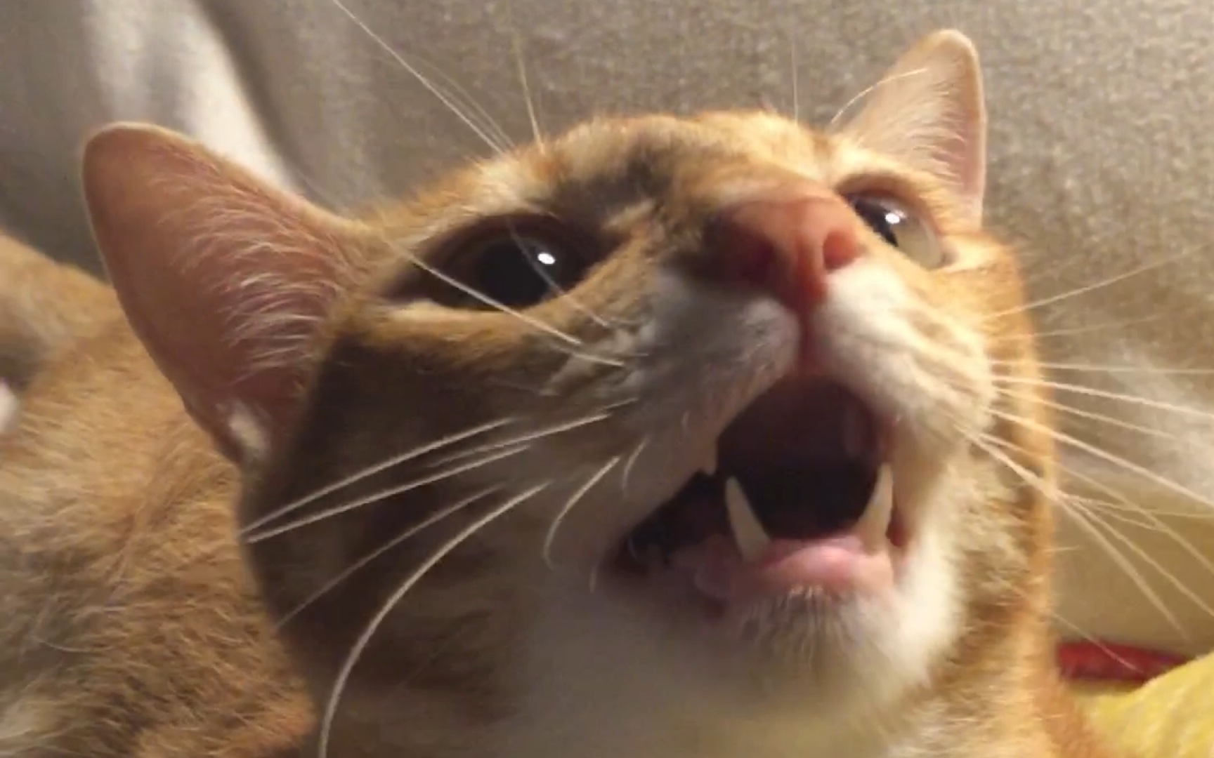 【橘猫】强撩炸毛大肥橘