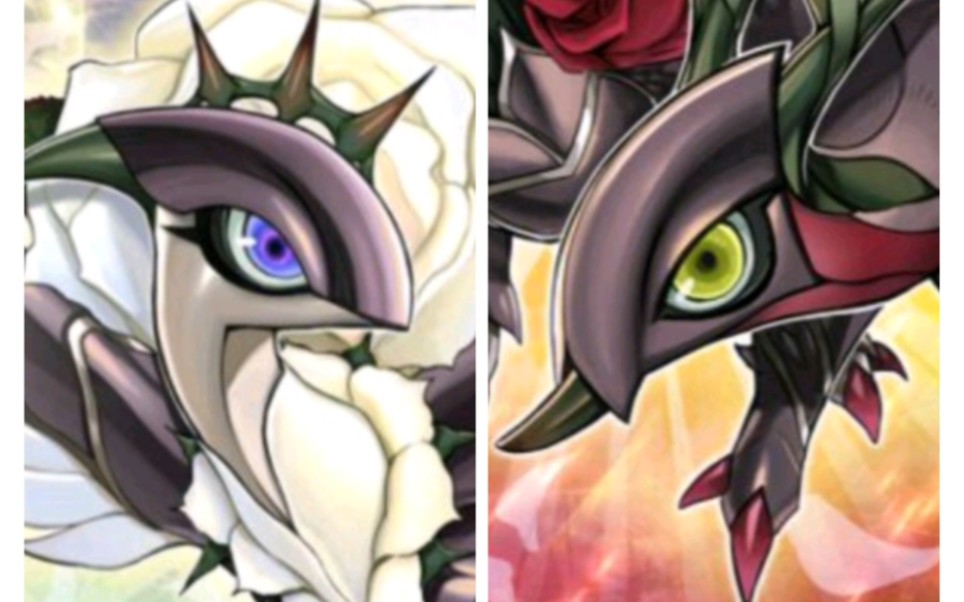 【ygo】赤,白蔷薇龙2卡防陨ftk