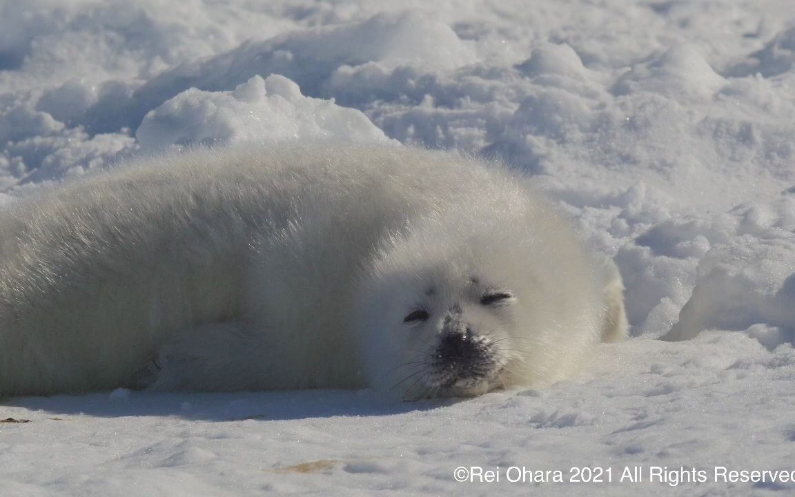 小海豹睡觉!很可爱!