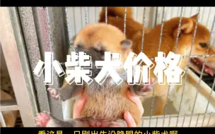 Download Video: 一般柴犬幼犬多少钱