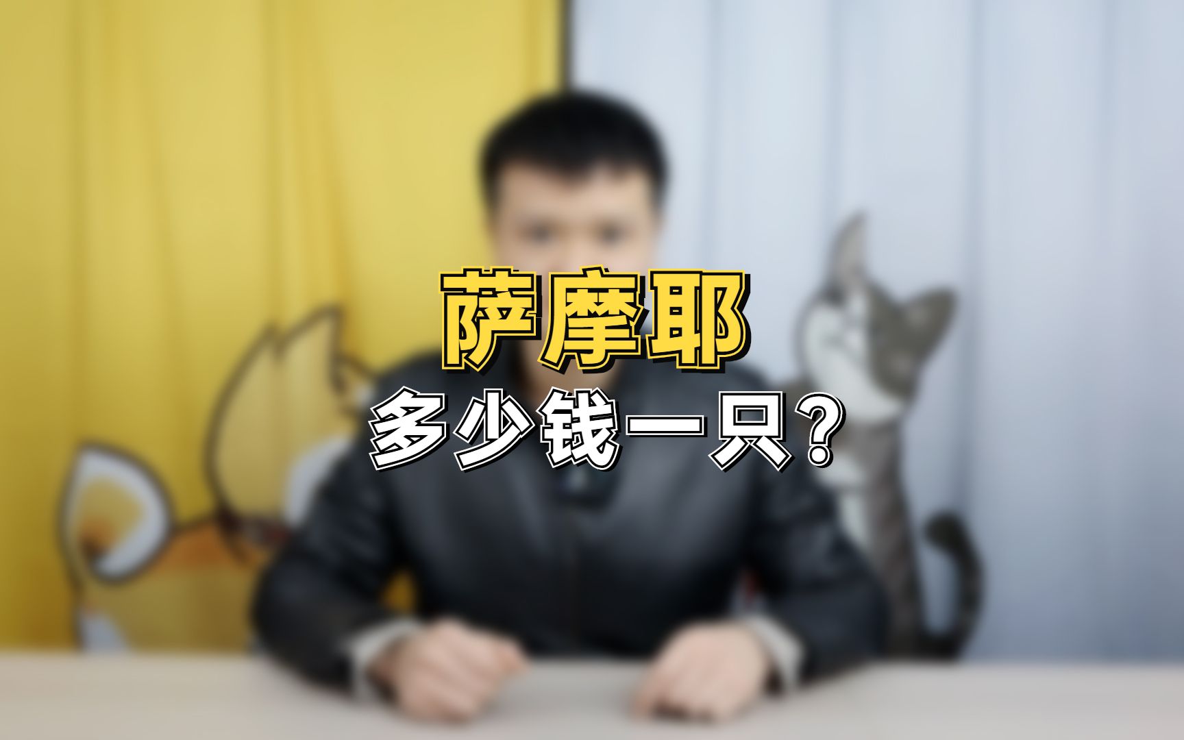 萨摩耶多少钱一只?哔哩哔哩bilibili