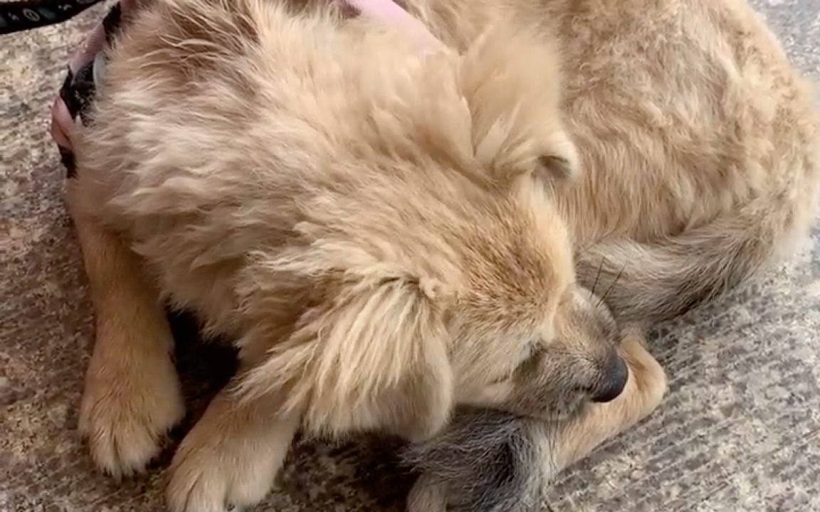 活动  张牙舞爪的汪星人