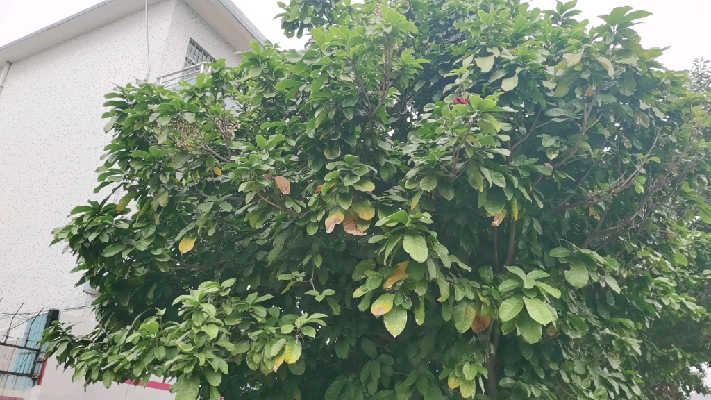 今年富贵子树冬季还开花结果