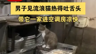 男子见流浪猫热得吐舌头带它一家进空调房凉快 。