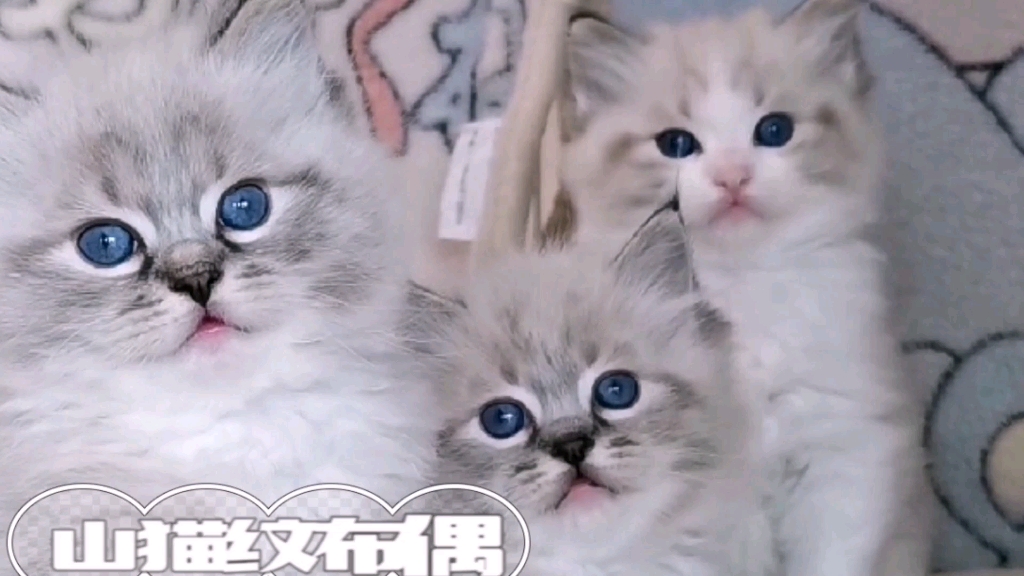 山猫纹布偶猫哔哩哔哩bilibili