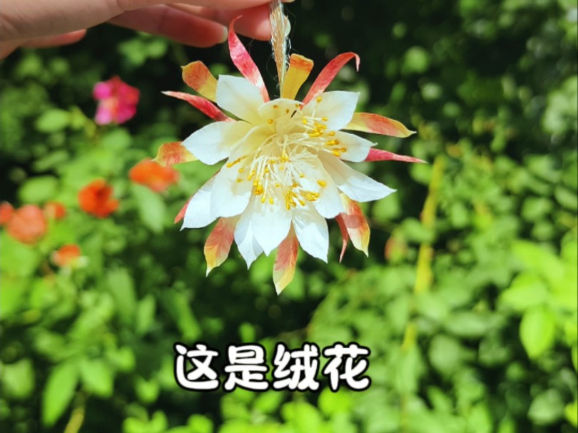 【绒花】月下美人昙花哔哩哔哩bilibili