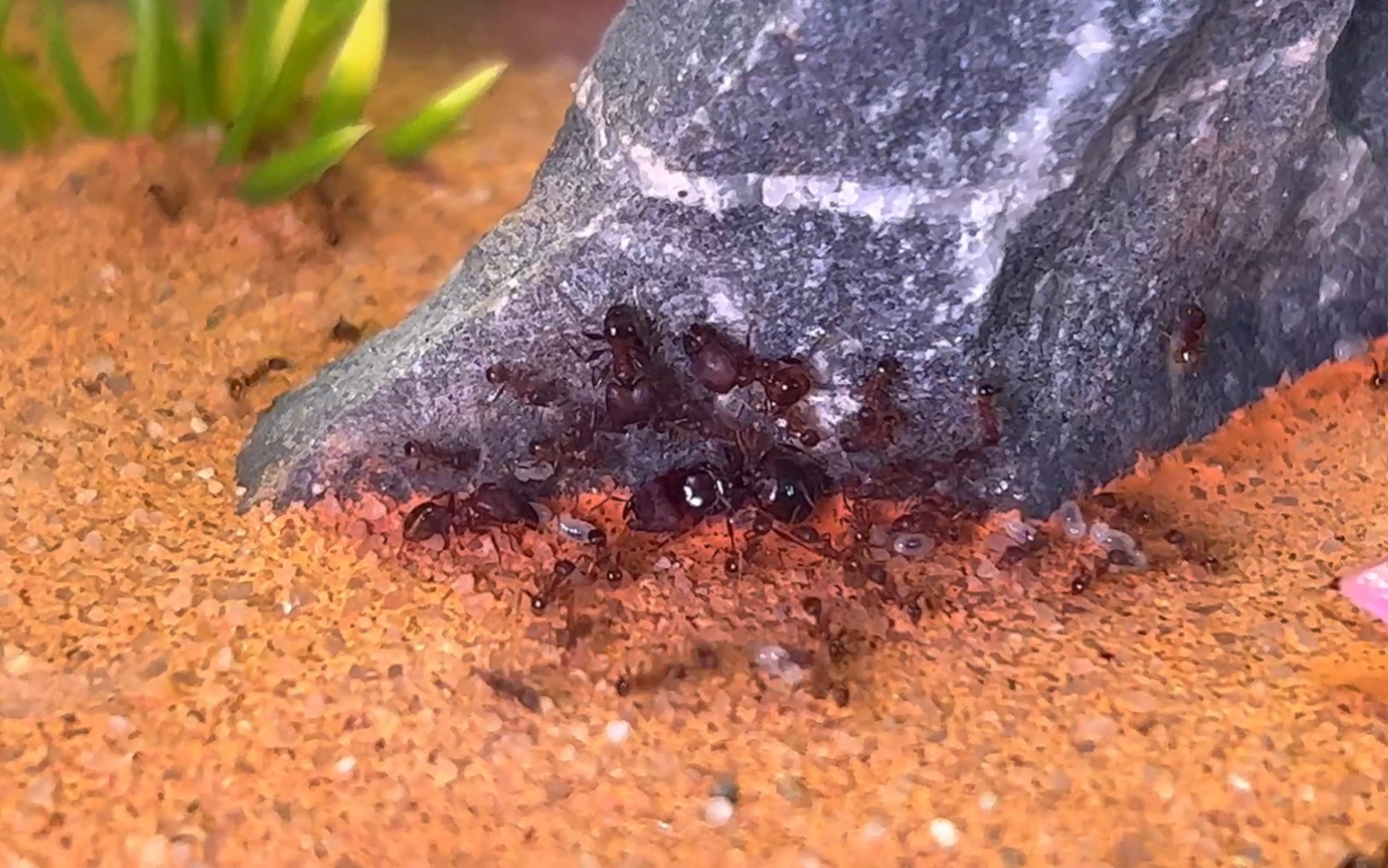 凹大头蚁入巢 first day