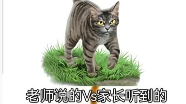 武士猫松鼠飞和黑莓爪小猫