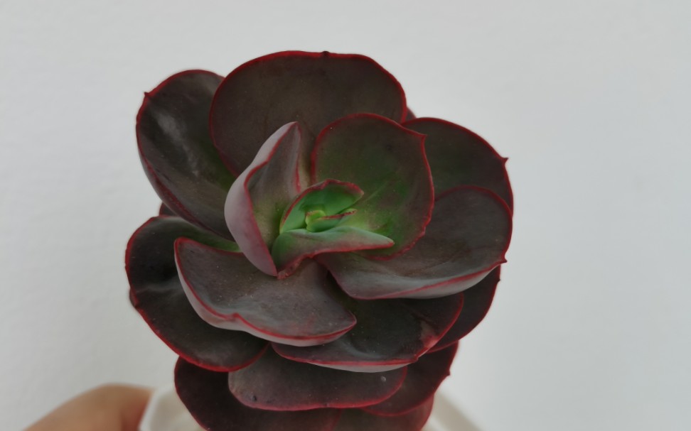 每日一多肉之秀妍