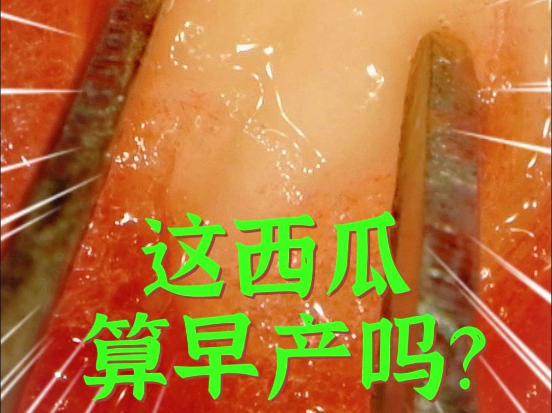 西瓜白籽很多是催熟的吗?哔哩哔哩bilibili