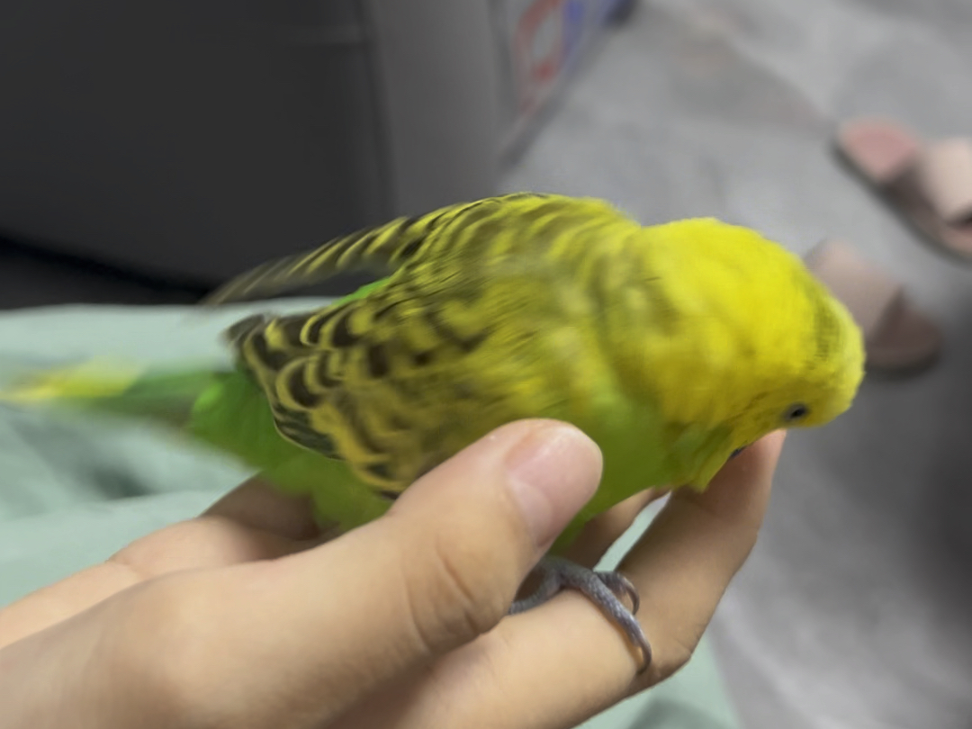 小鸟踩背全过程