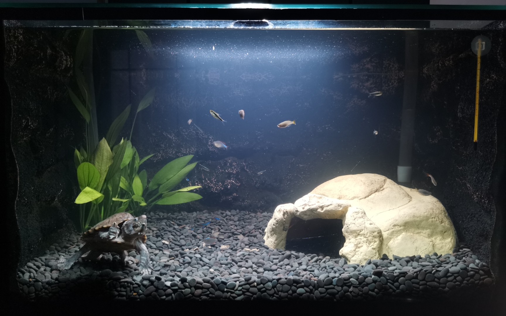 【饲养员日常-蛋龟缸】同程底滤龟缸开缸全记录,为了复兴养龟大业,拼