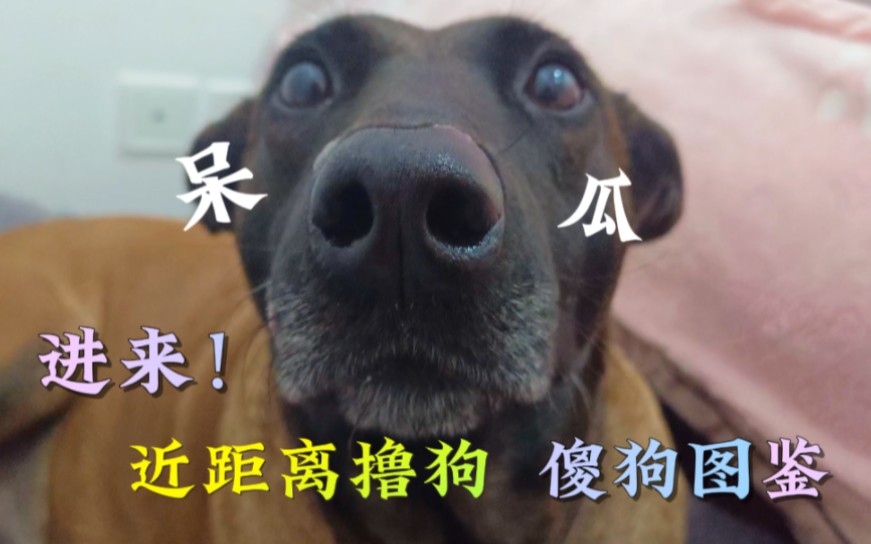 快进来撸狗!近距离参观马犬图鉴.显眼包闪电真情出镜哔哩哔哩bilibili