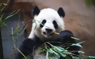 Скачать видео: 囡囡干饭 想把你面前挡脸的竹叶拨开