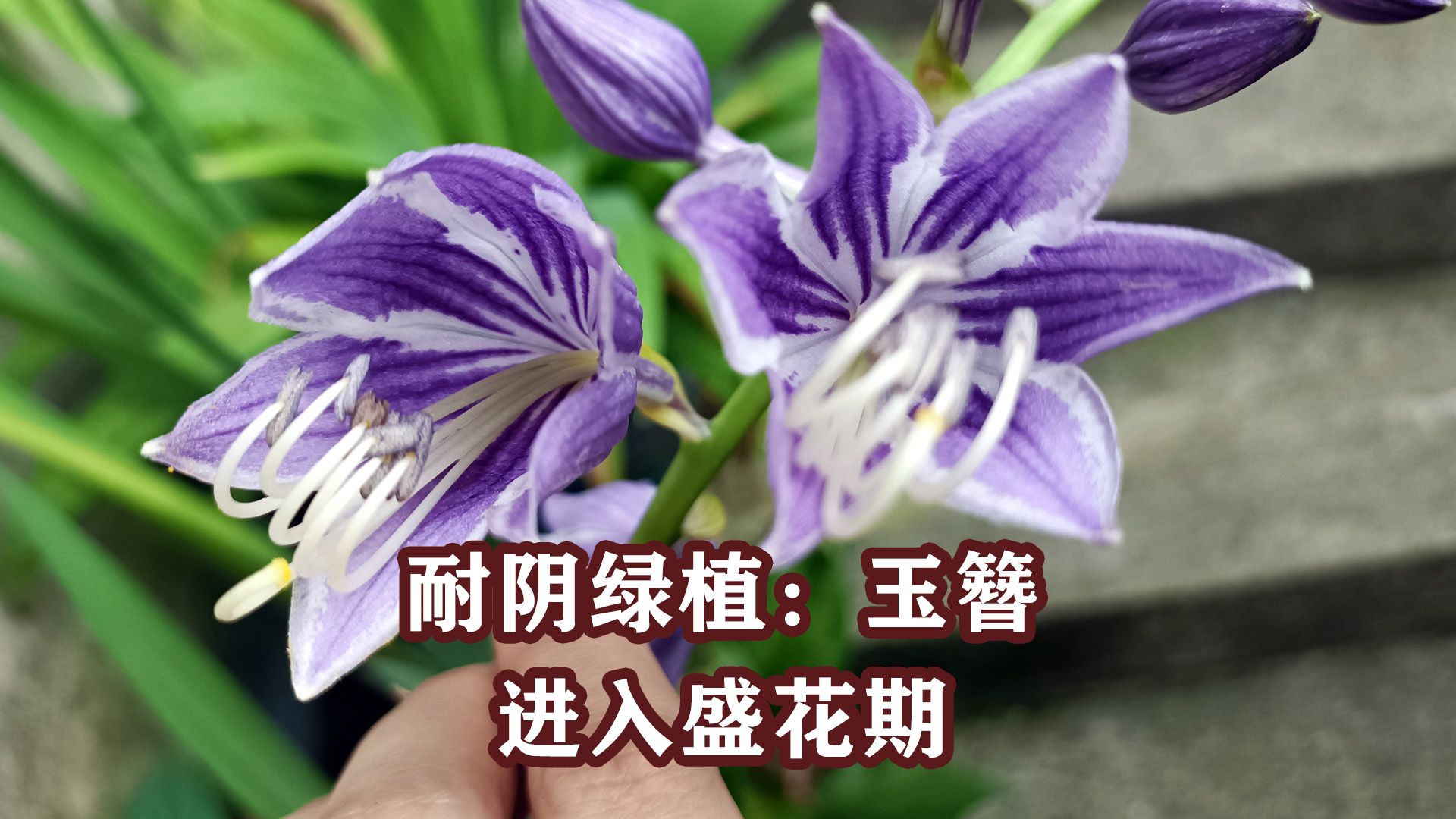 [图]玉簪：耐阴地被绿植，盛花期来临！