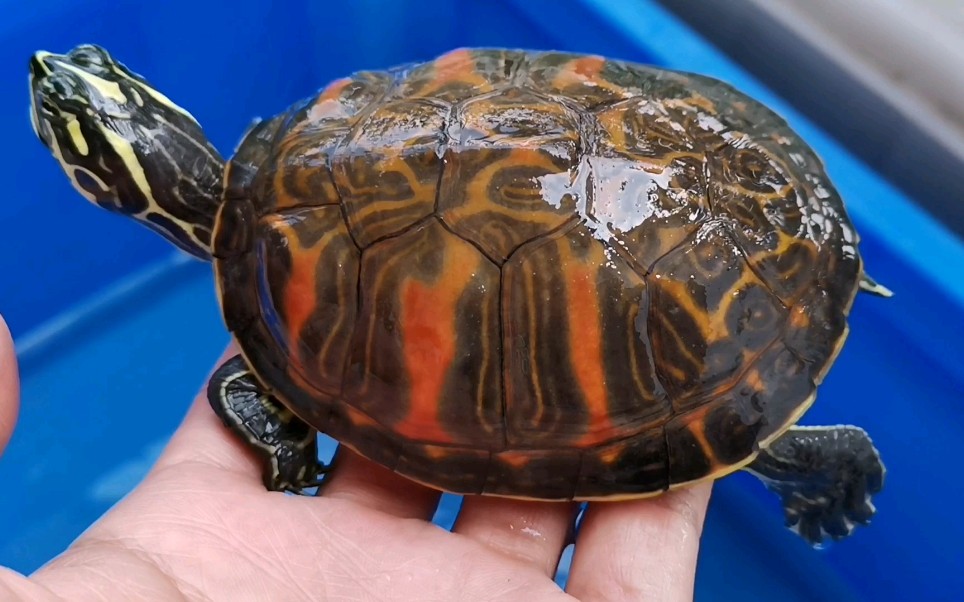 漂亮的小火焰龟