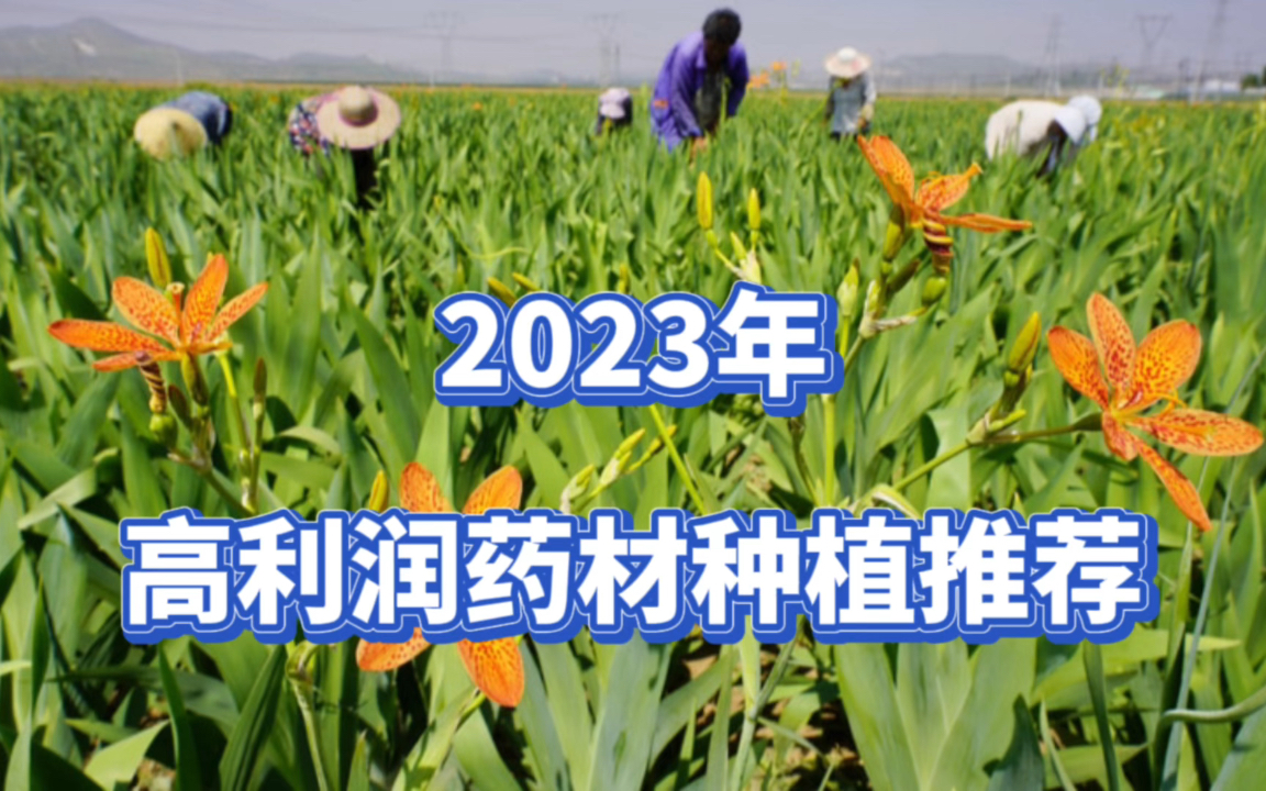 2023年值得种植的药材射干,180元1公斤,亩产值23万元,好种植哔哩哔哩bilibili