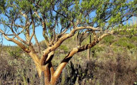 羽叶裂榄(饮茶先咯):Bursera microphylla / Elephant Tree哔哩哔哩bilibili