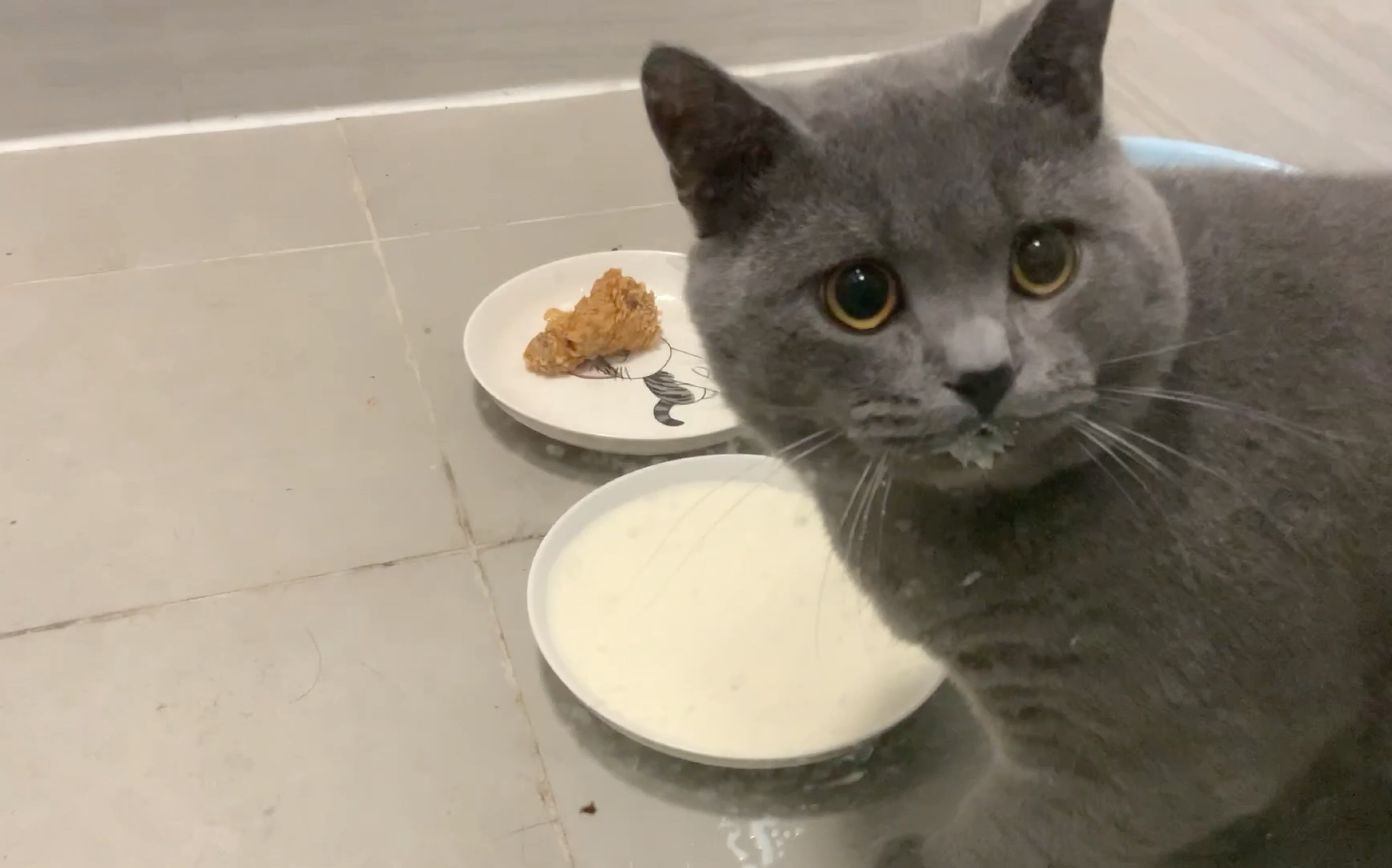 【猫咪日常】小猫咪喝牛奶