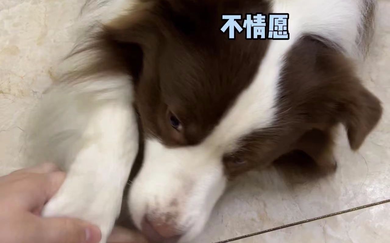 汪汪队集合!哔哩哔哩bilibili