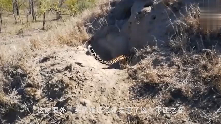 [图]花豹猎杀疣猪幼崽，疣猪妈妈只能眼看着不敢靠近。