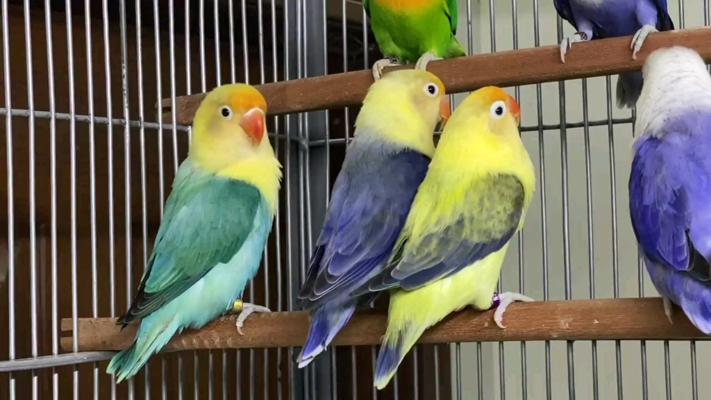 特色头类牡丹鹦鹉5