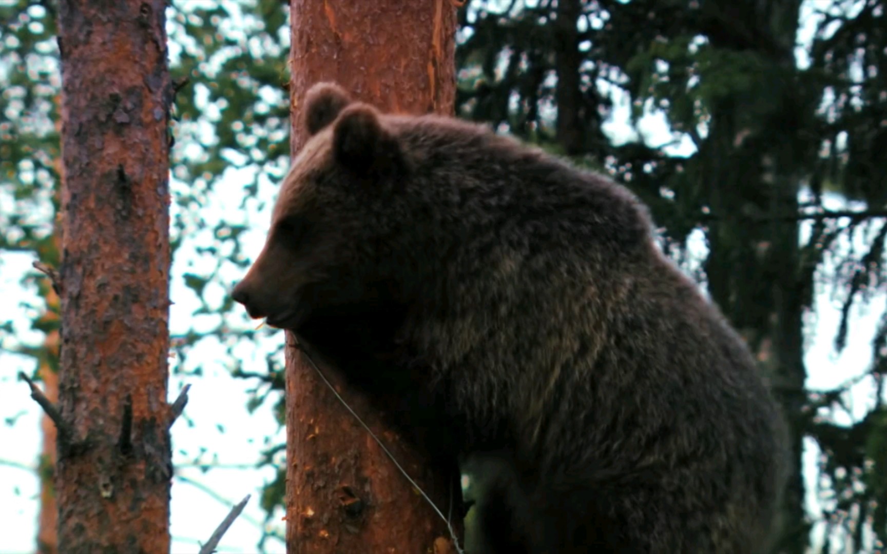 灰熊爬树比猴都快.还能咬断铁丝.