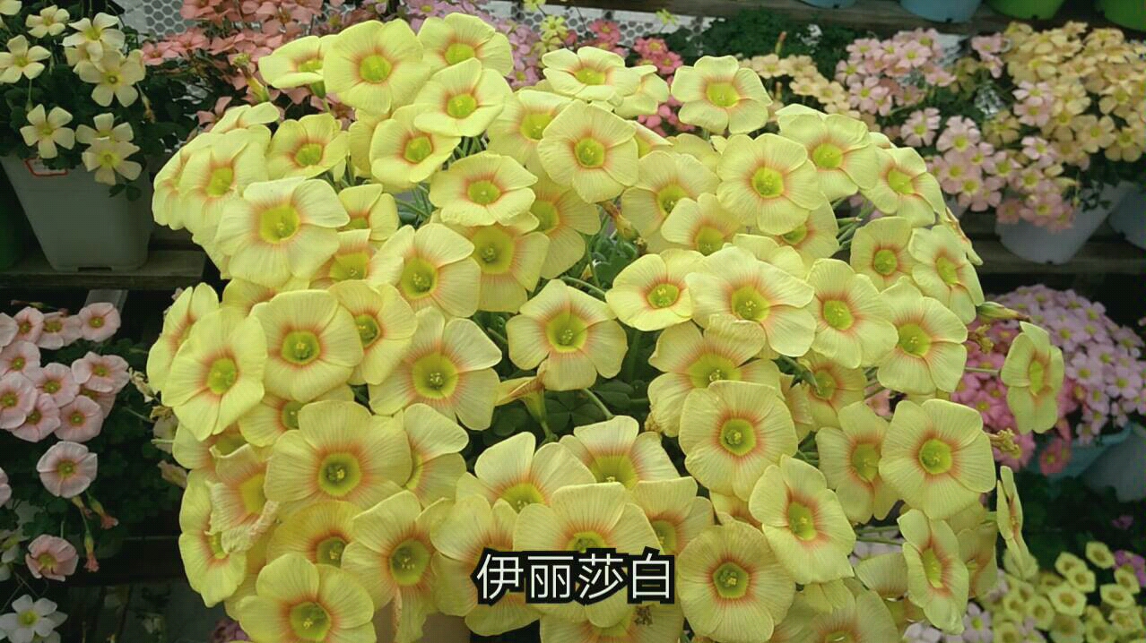 酢浆草伊丽莎白