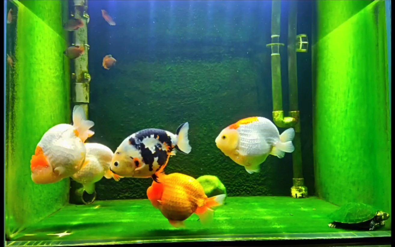 兰寿藻缸_哔哩哔哩_bilibili