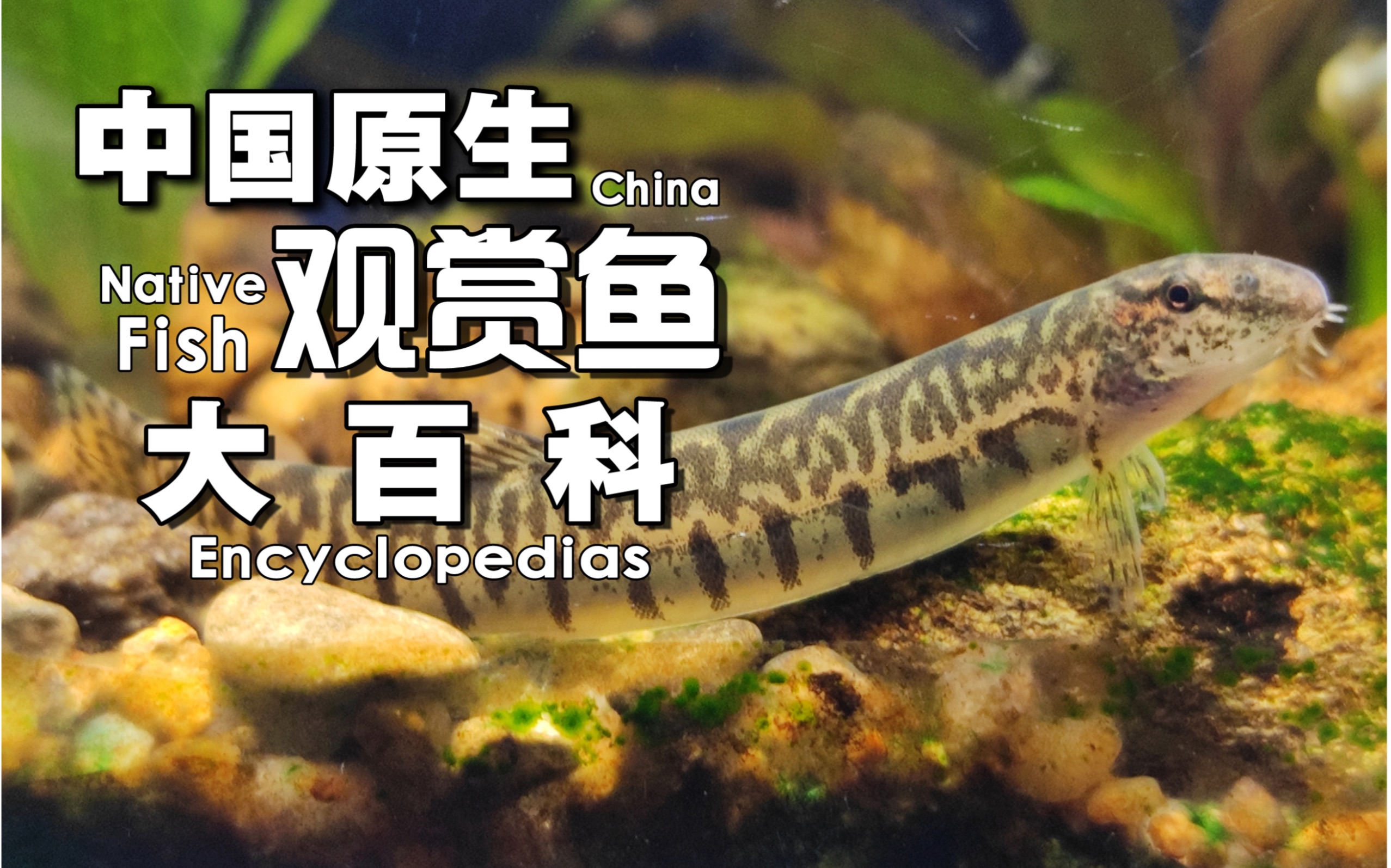 中国原生鱼图鉴电子书图片