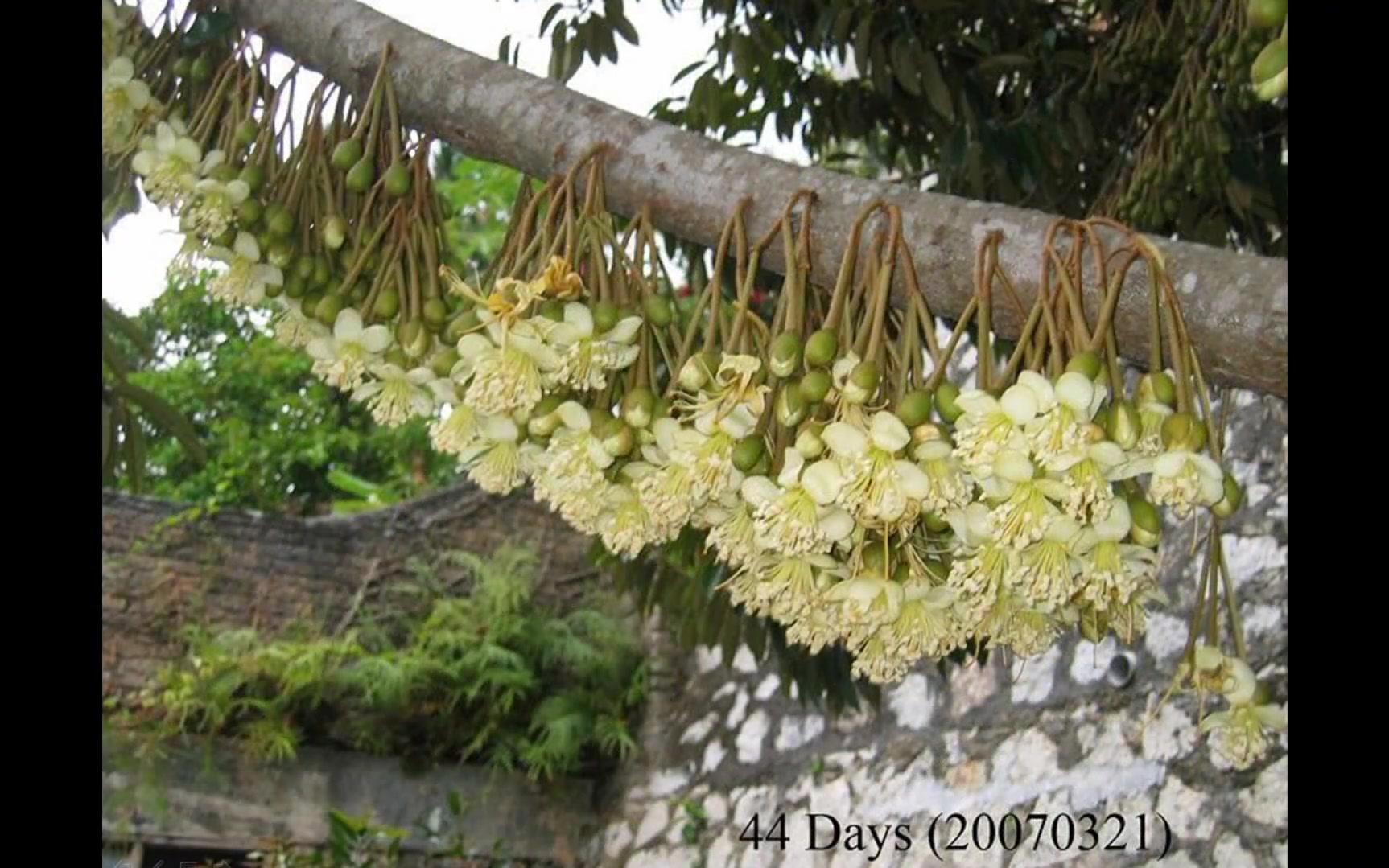 榴莲花长什么样子图片图片