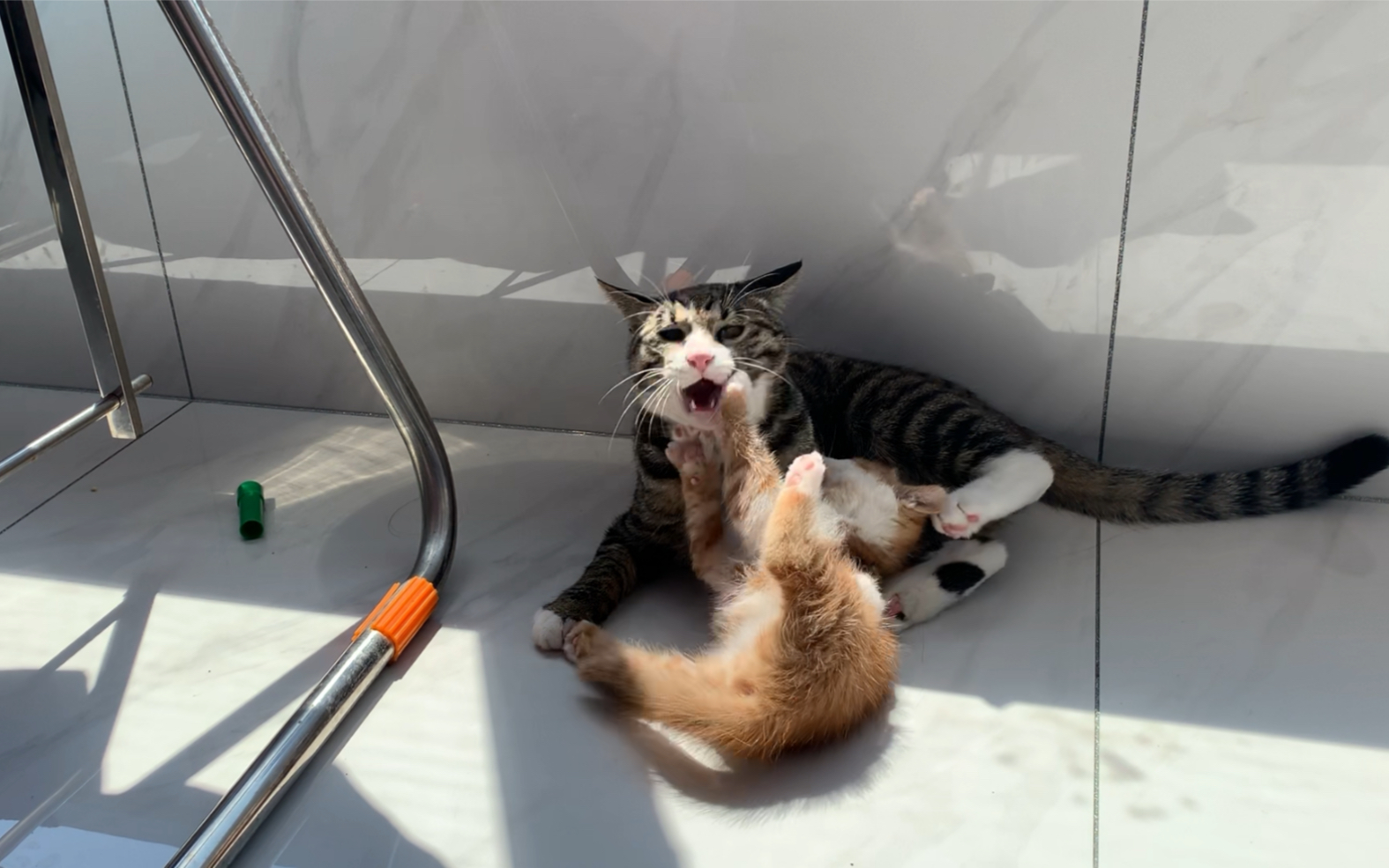 活动作品小奶橘狸花猪你过分了莫欺少年瘦