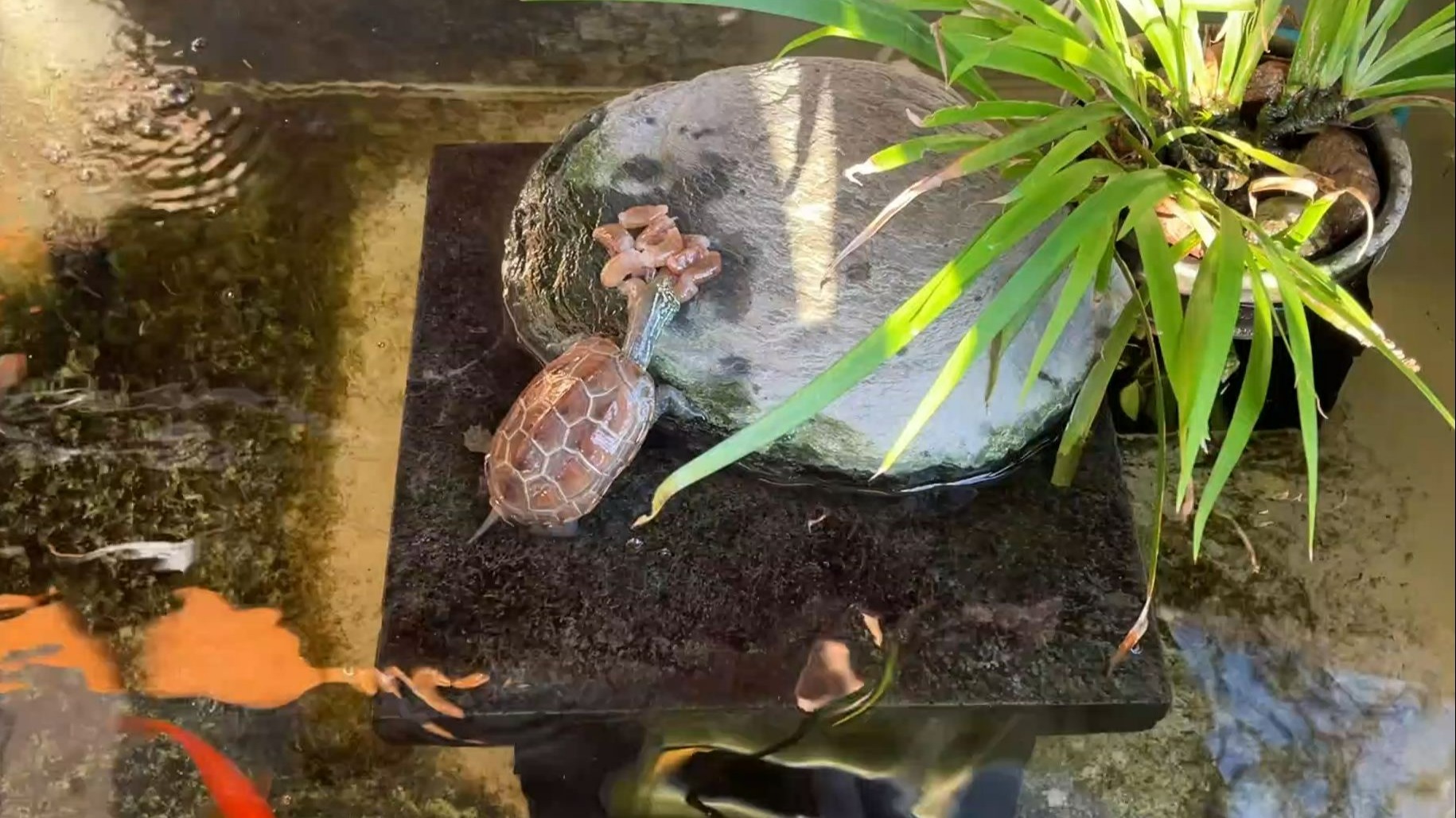 龟天气今日情况