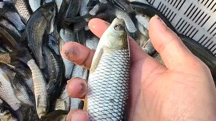 深圳市龙岗水产鱼苗种场鱼苗批发养殖场