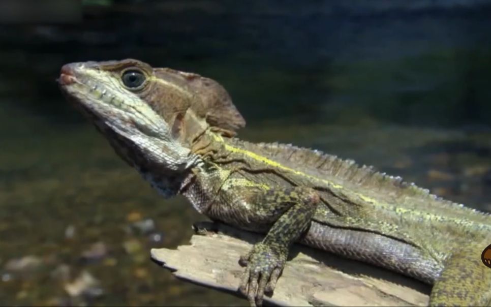 会水上漂的蜥蜴蛇怪蜥蜴在水上奔跑时不会落入水里