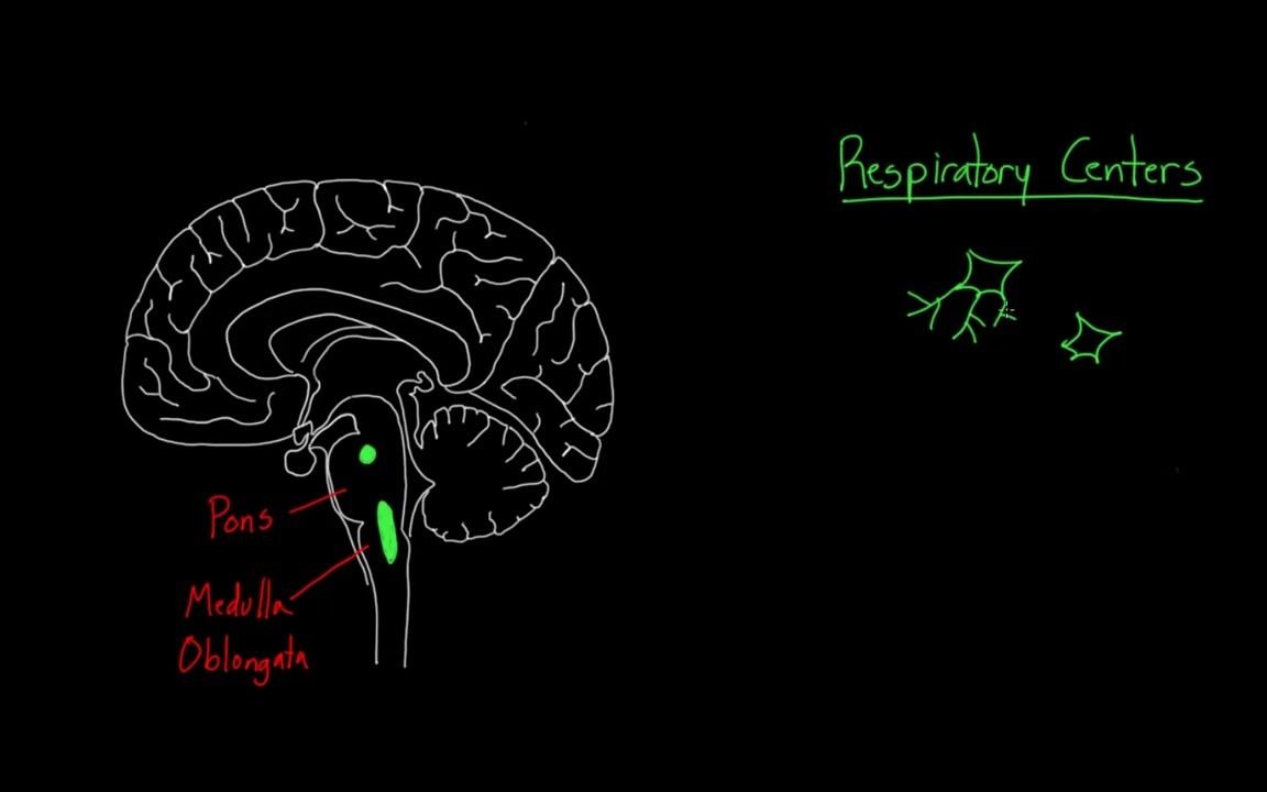 central chemoreceptors | respiratory system physiolo