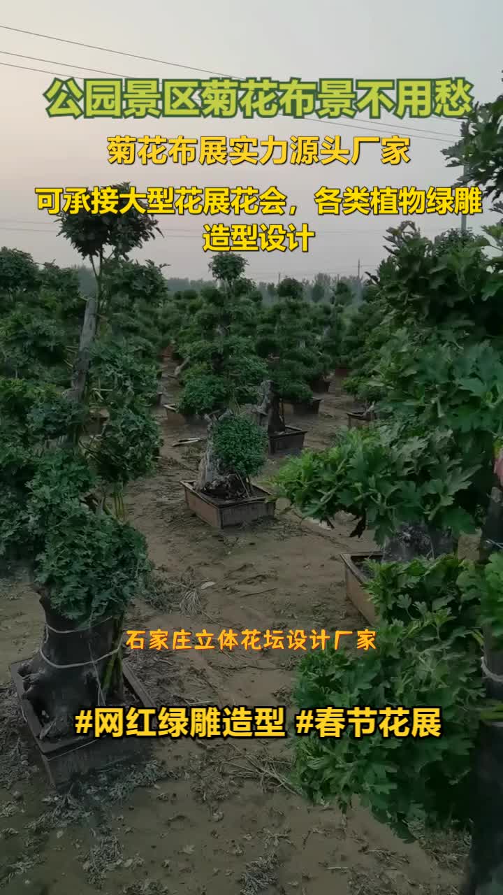 石家庄立体花坛设计厂家,景观菊花,绿雕菊花,厂家专业设计,施工,一站式服务商服务涵盖河南,郑州,开封,洛阳,新乡等区域,有兴趣的老板,欢迎...