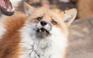 狐狸 搜索结果 哔哩哔哩 Bilibili