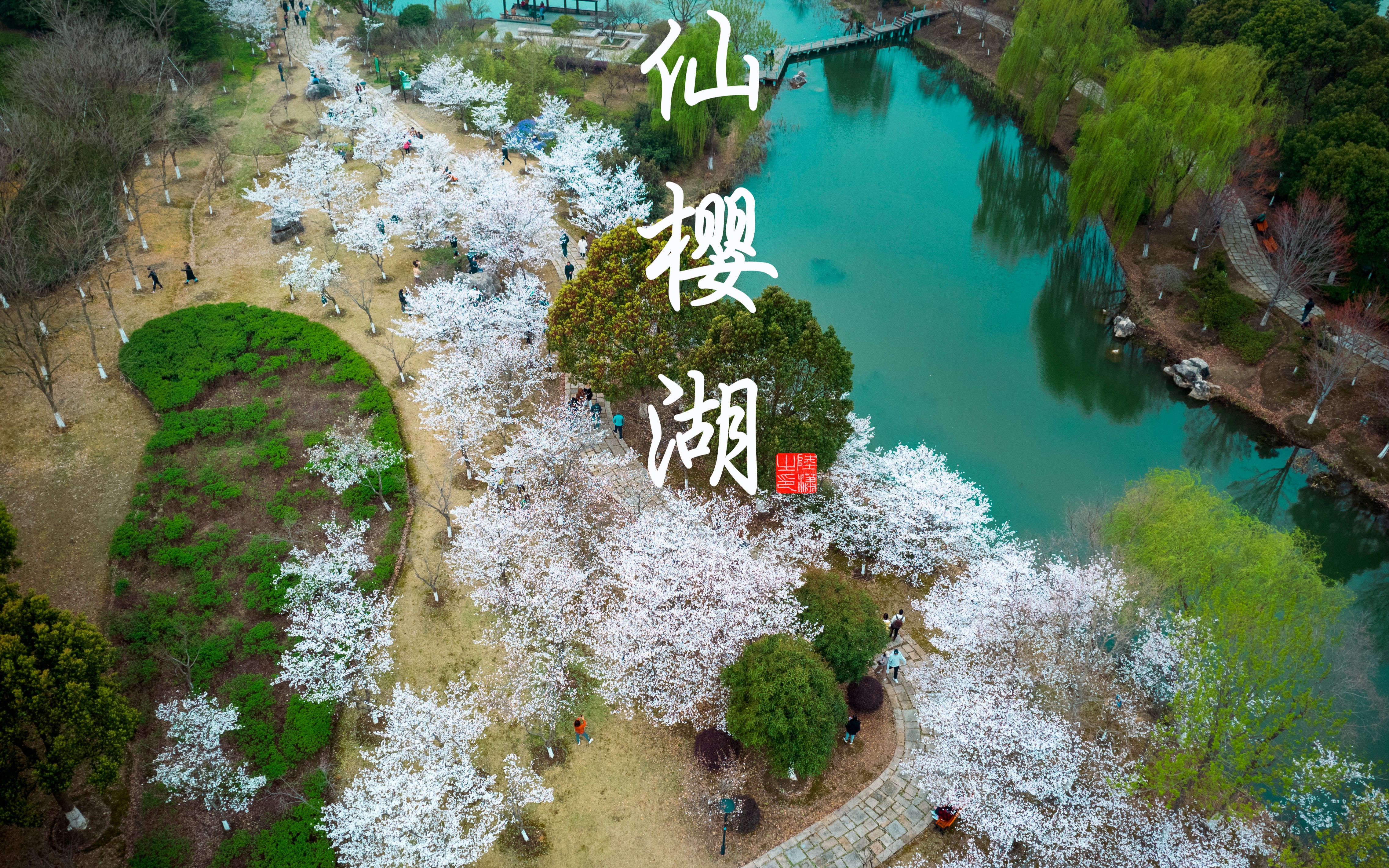 4k2022苏州仙樱湖公园樱花季