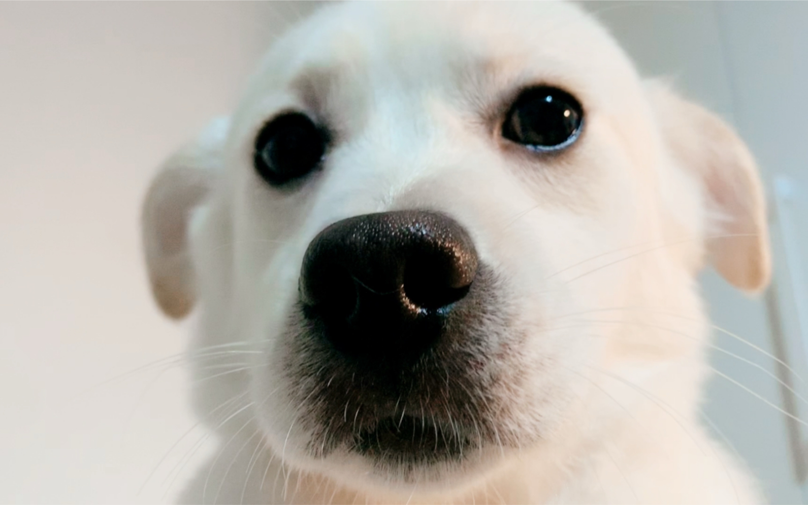 狗头狗头_哔哩哔哩_bilibili