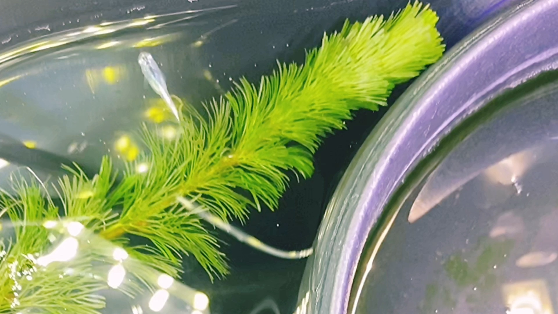 全缸唯一鱼屎之最,从来没有见过这样的鱼