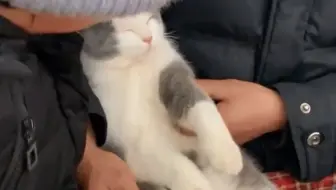 “受委屈的小猫咪向爷爷奶奶求安慰”【猫猫贴贴】