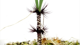 天气转热 你家弹簧草叶子开始发黄了 别担心 他是要休眠了 分享下弹簧草休眠的小知识点 哔哩哔哩