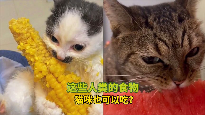 2023宠物解说:这些人类的食物,猫咪也可以吃?~超清哔哩哔哩bilibili