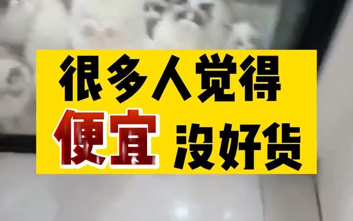 【养猫诀窍】正确养宠 鑫安宠物驱虫真的很不错,在家简单又方便哔哩哔哩bilibili