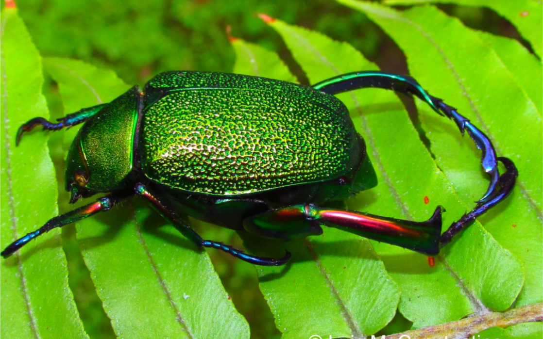 长腿宝石金龟chrysophora chrysochlora稀有活体资料