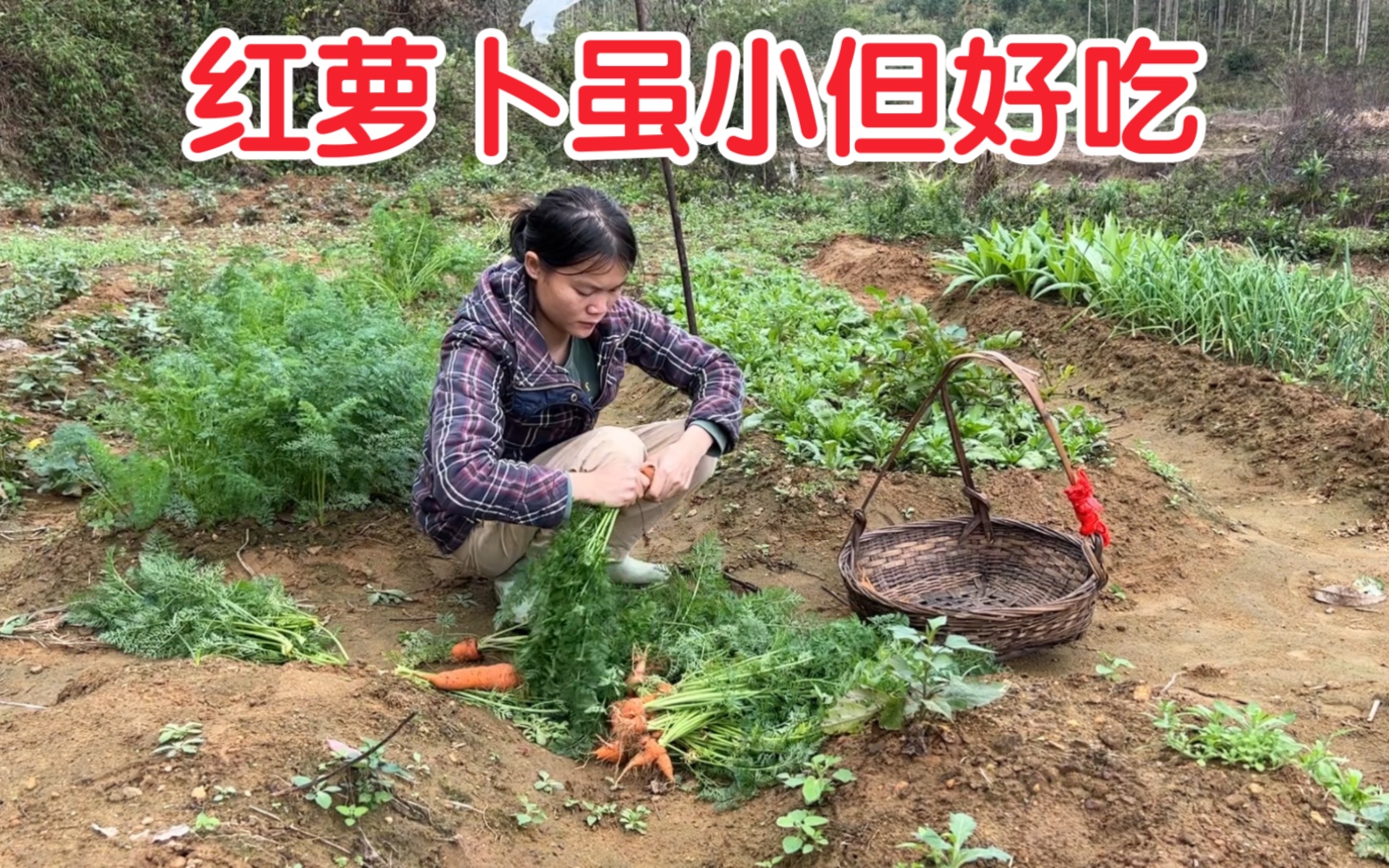 种了好久的红萝卜虽然小小个但和排骨煲一锅汤却是很香很香哔哩哔哩bilibili