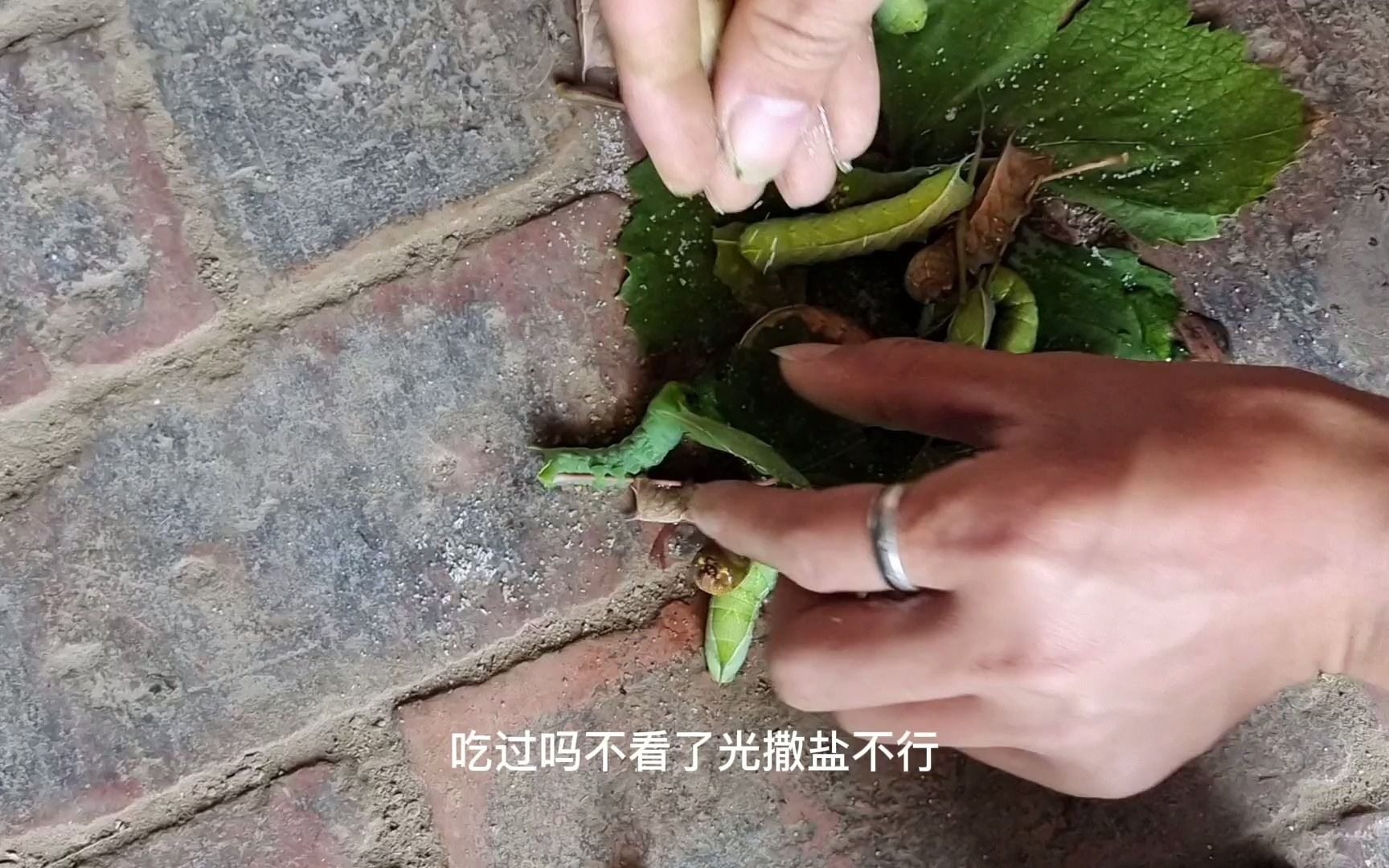 今天不修电脑【大豆虫】一颗葡萄树上抓得,将大豆虫身上撒盐,看看啥反应哔哩哔哩bilibili