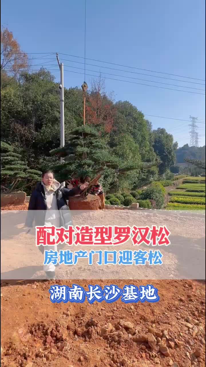 配对造型罗汉松基地哔哩哔哩bilibili