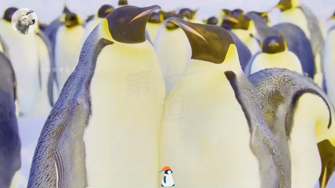 第4 集| 雪宝,加油,努力活下去!太好看了!#纪录片解说#治愈#温馨